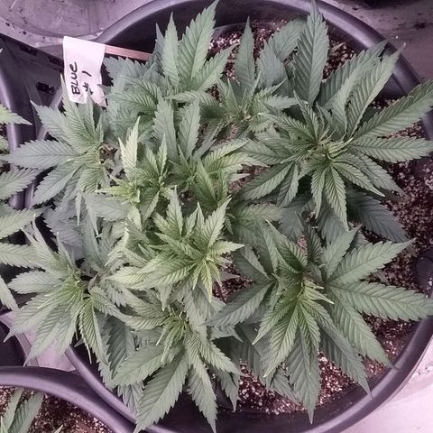 Blue #1 growlog timeline photo