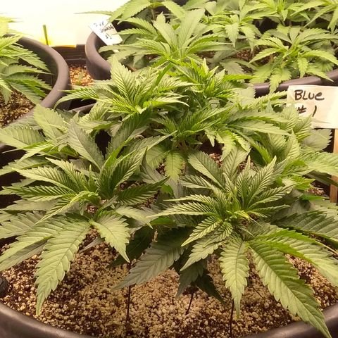 Blue #1 growlog timeline photo