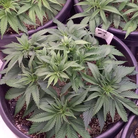 Blue #1 growlog timeline photo