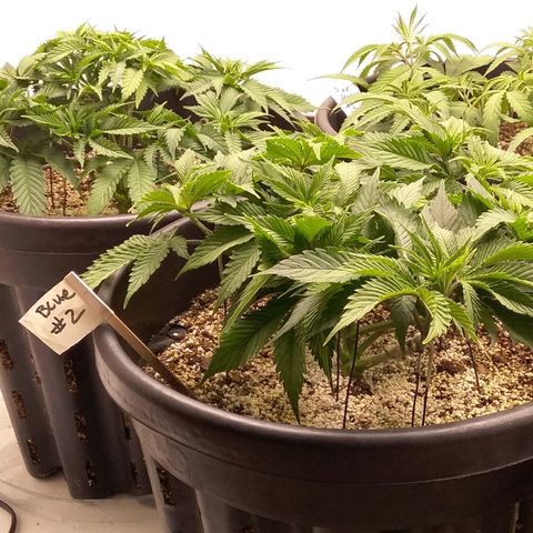 Blue #1 growlog timeline photo