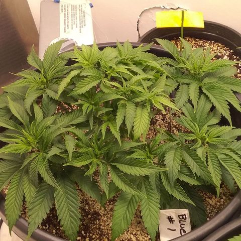 Blue #1 growlog timeline photo