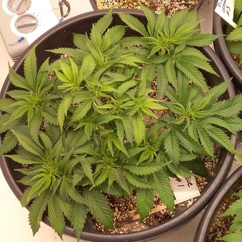 Blue #1 growlog timeline photo