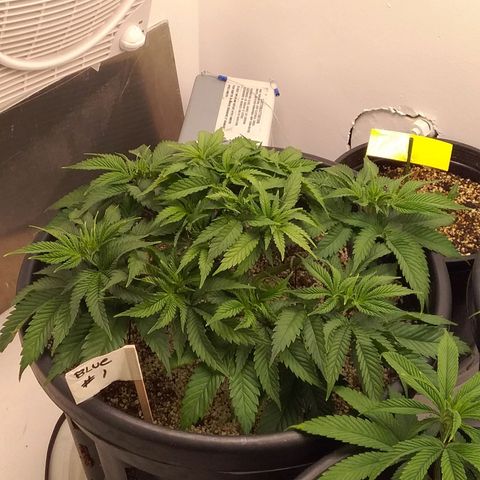 Blue #1 growlog timeline photo