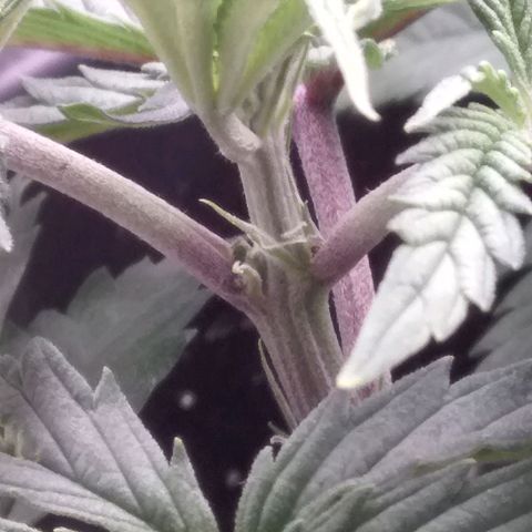 Blue #1 growlog timeline photo
