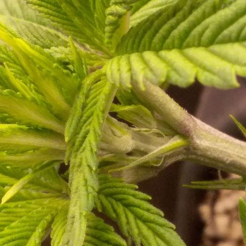 Blue #1 growlog timeline photo