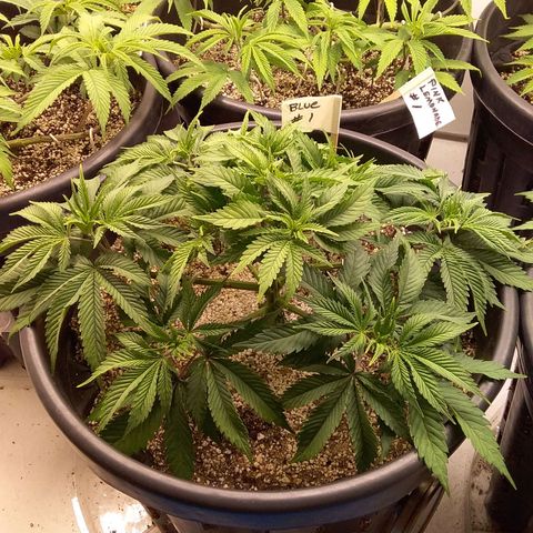 Blue #1 growlog timeline photo