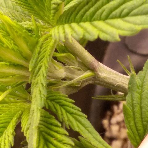 Blue #1 growlog timeline photo