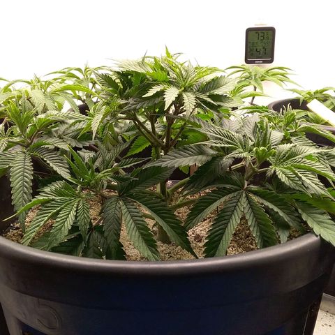 Blue #1 growlog timeline photo