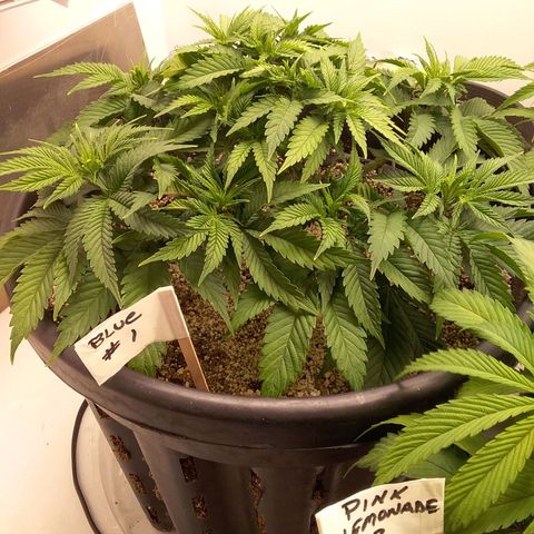 Blue #1 growlog timeline photo