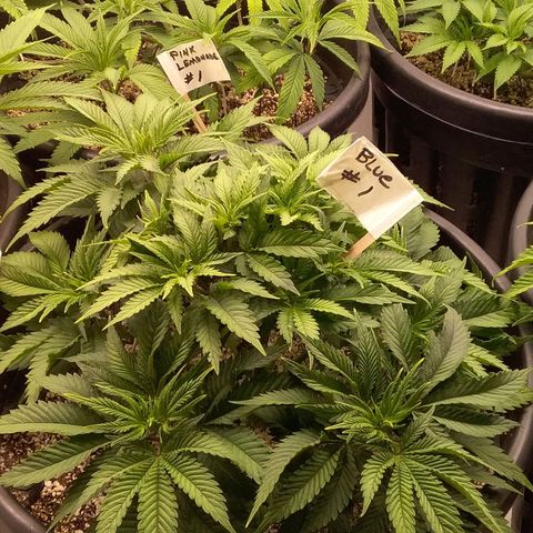 Blue #1 growlog timeline photo
