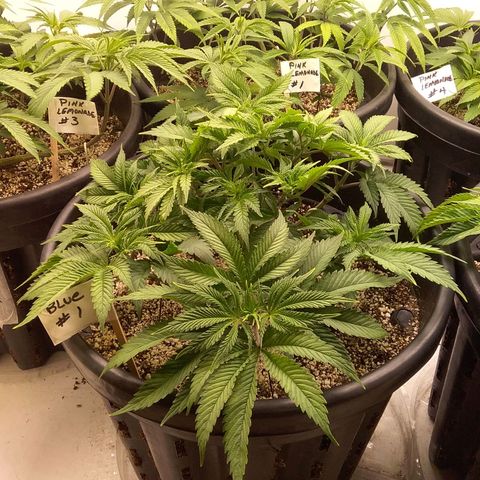Blue #1 growlog timeline photo