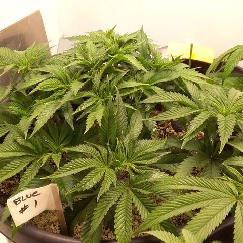 Blue #1 growlog timeline photo