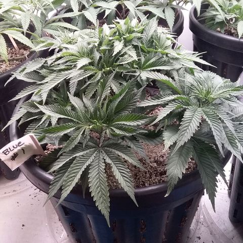 Blue #1 growlog timeline photo