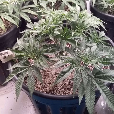 Blue #1 growlog timeline photo