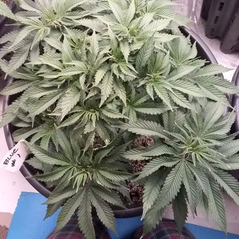 Blue #1 growlog timeline photo
