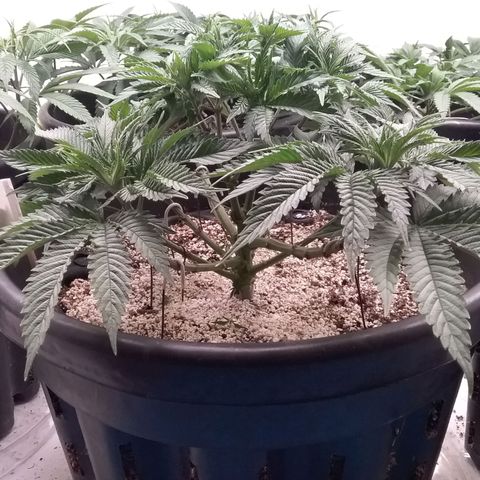 Blue #1 growlog timeline photo