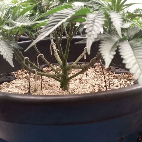 Blue #1 growlog timeline photo