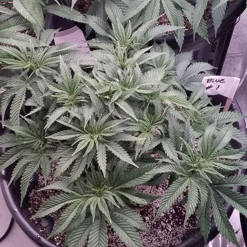 Blue #1 growlog timeline photo