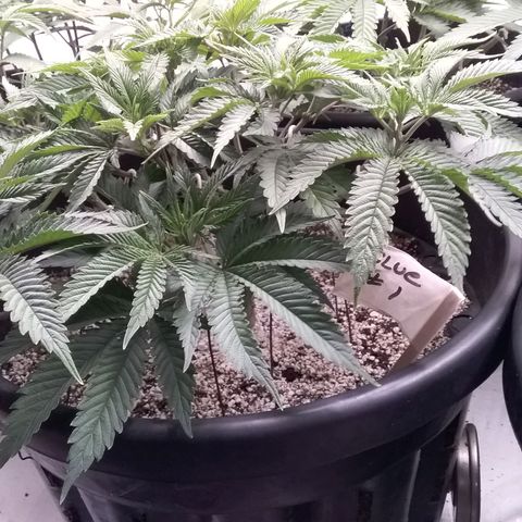 Blue #1 growlog timeline photo