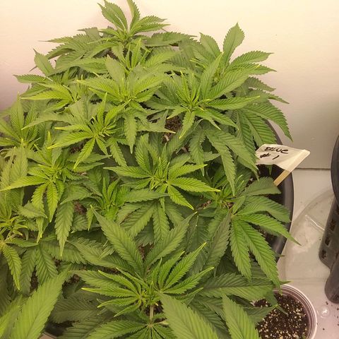 Blue #1 growlog timeline photo
