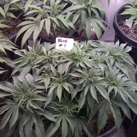 Blue #1 growlog timeline photo