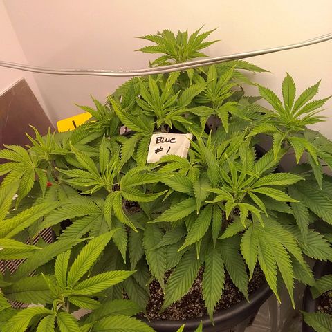 Blue #1 growlog timeline photo