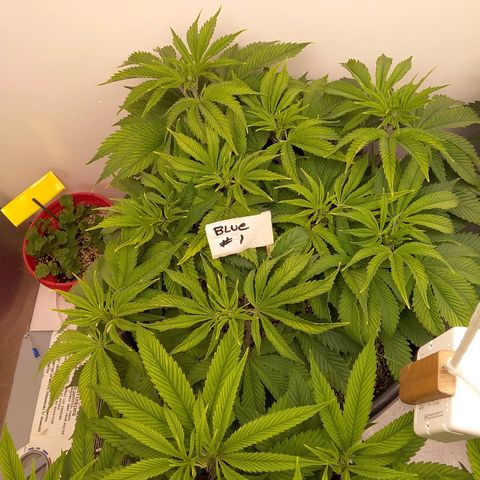 Blue #1 growlog timeline photo