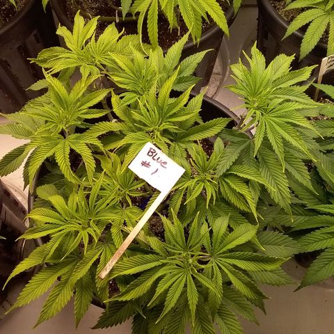 Blue #1 growlog timeline photo
