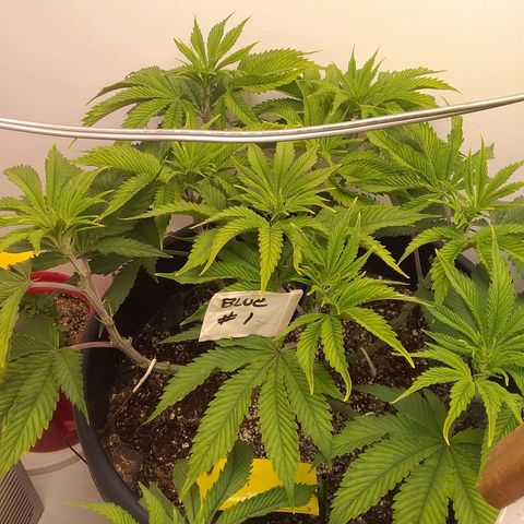 Blue #1 growlog timeline photo