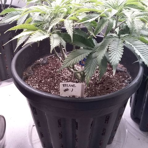 Blue #1 growlog timeline photo