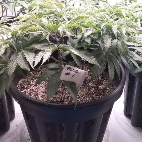 Blue #1 growlog timeline photo