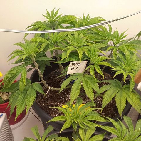 Blue #1 growlog timeline photo