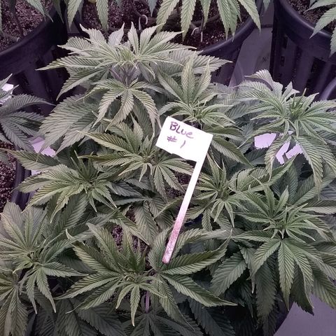 Blue #1 growlog timeline photo