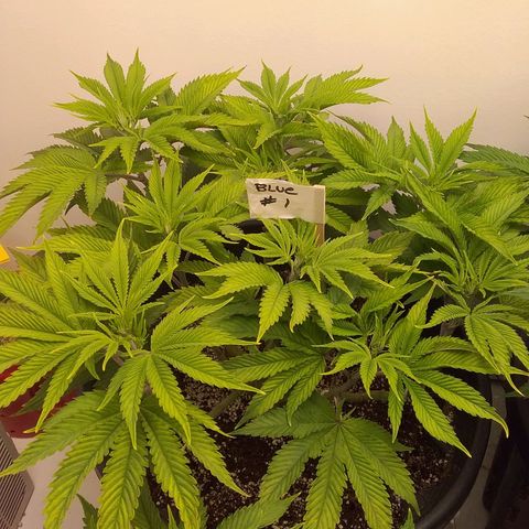 Blue #1 growlog timeline photo