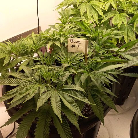 Blue #1 growlog timeline photo