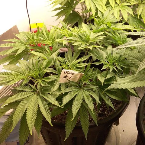 Blue #1 growlog timeline photo