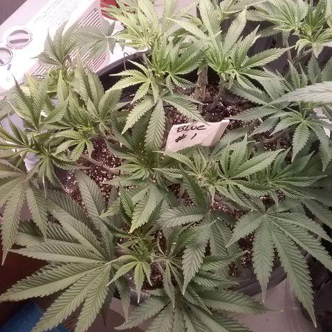 Blue #1 growlog timeline photo