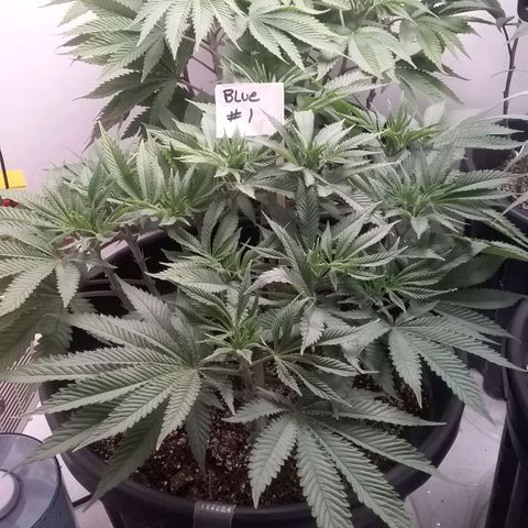 Blue #1 growlog timeline photo