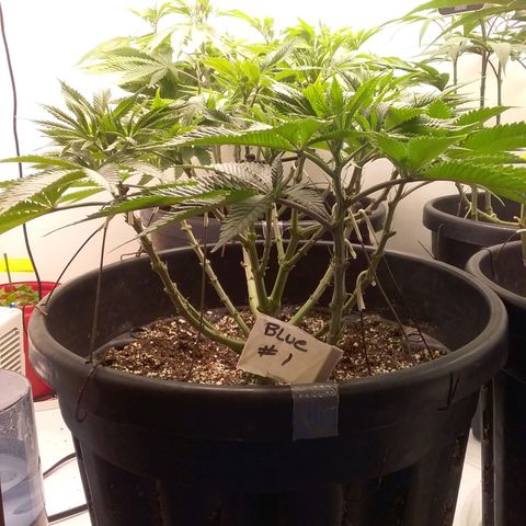 Blue #1 growlog timeline photo