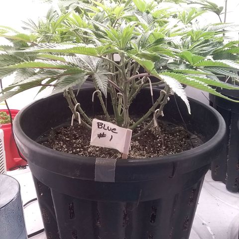 Blue #1 growlog timeline photo