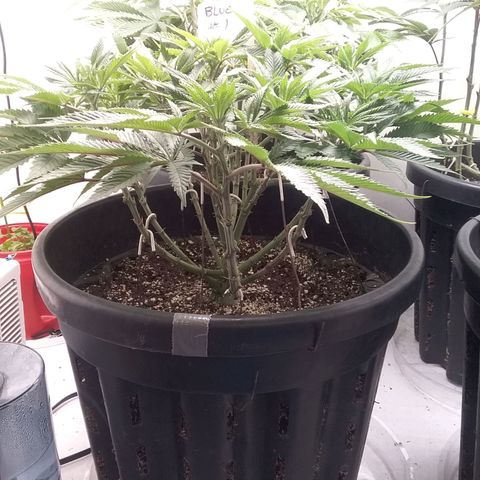 Blue #1 growlog timeline photo