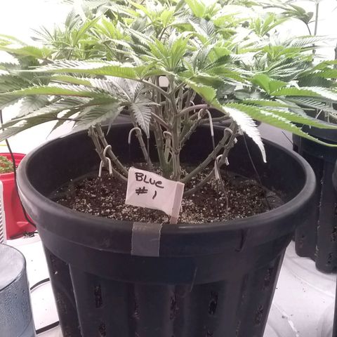 Blue #1 growlog timeline photo
