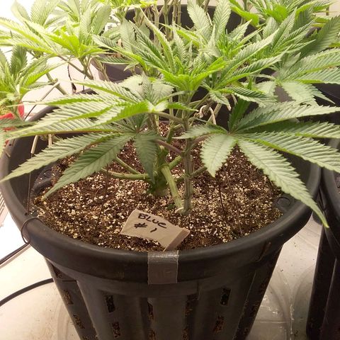 Blue #1 growlog timeline photo