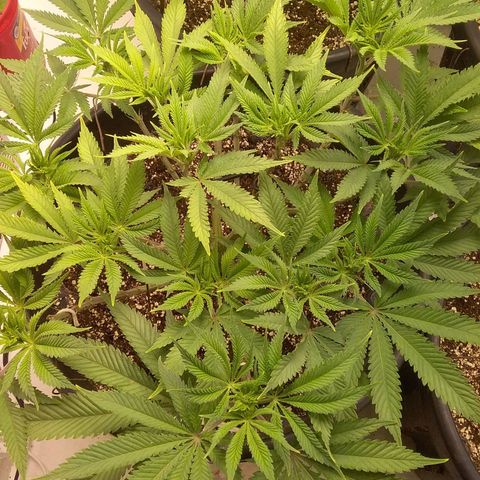 Blue #1 growlog timeline photo