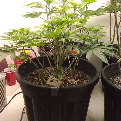 Blue #1 growlog timeline photo