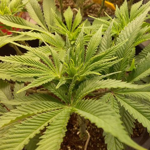 Blue #1 growlog timeline photo
