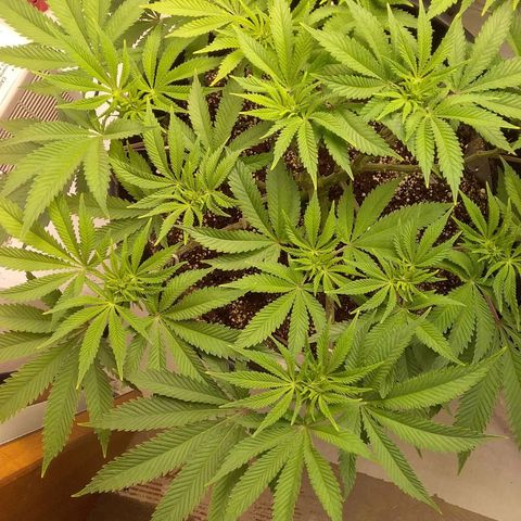 Blue #1 growlog timeline photo