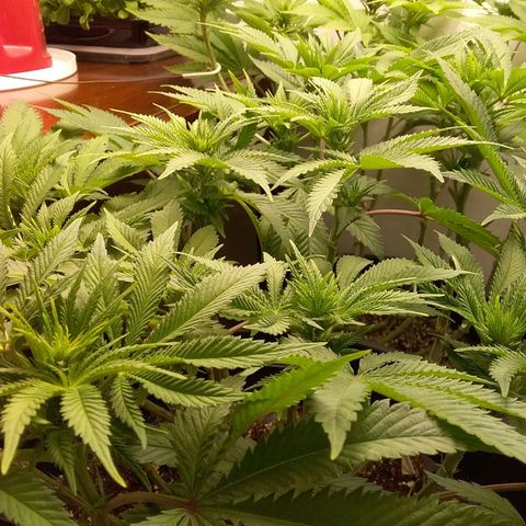 Blue #1 growlog timeline photo