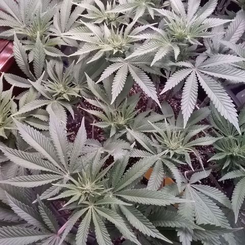 Blue #1 growlog timeline photo