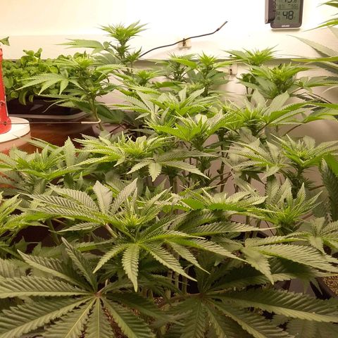 Blue #1 growlog timeline photo
